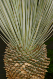 Yucca thompsoniana RCP6-06 131.jpg